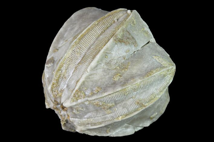Blastoid (Pentremites) Fossil - Tennessee #142095